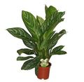 Stripes Aglaonema